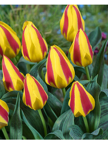 Hauptbild des Artikels "Botanische Tulpe Glck" aus der Kategorie "Blumenzwiebeln"