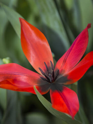 Blumenzwiebeln - Botanische Tulpe Lizzy