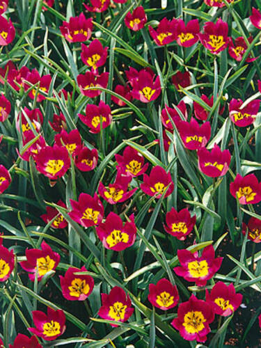 Botanische Tulpe Odalisque