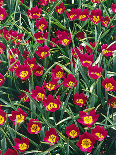 Hauptbild des Artikels "Botanische Tulpe Odalisque" aus der Kategorie "Blumenzwiebeln"
