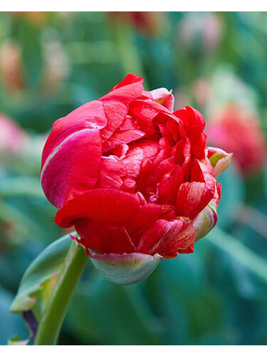 Blumenzwiebeln - Botanische Tulpe Samantha