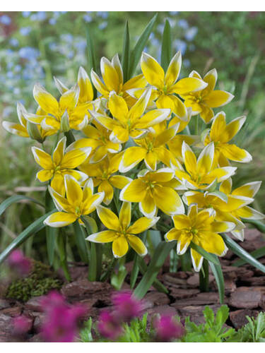Hauptbild des Artikels "Botanische Tulpe Tarda" aus der Kategorie "Blumenzwiebeln"