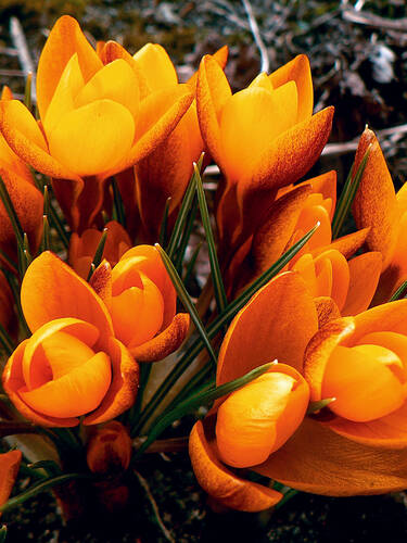 Hauptbild des Artikels "Botanischer Krokus Orange Monarch"