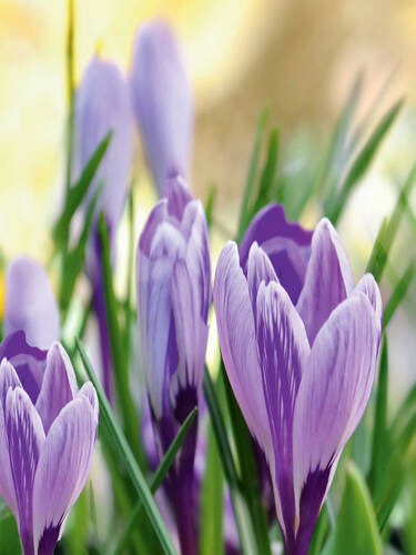 Botanischer Krokus Spring Beauty