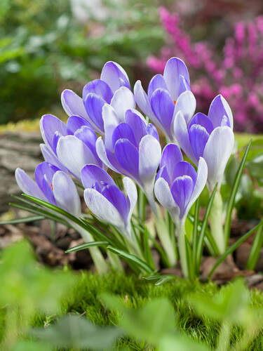 Botanischer Krokus Yalta 