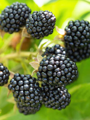 Brombeere Lowberry Little Black Prince