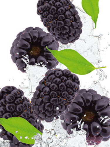 Hauptbild des Artikels "Brombeere Reuben"