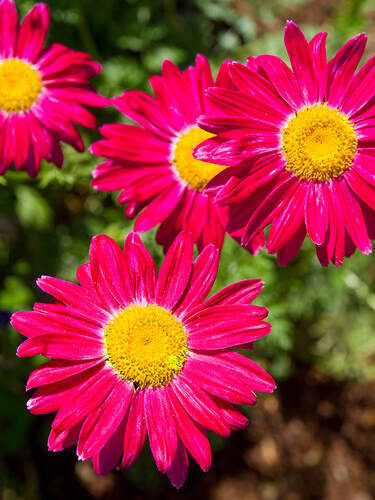 Hauptbild des Artikels "Bunte Margerite Robinsons Rot" aus der Kategorie "Pflanzen"
