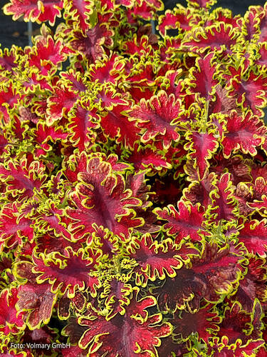 Hauptbild des Artikels "Buntnessel Malibu Red-Green"