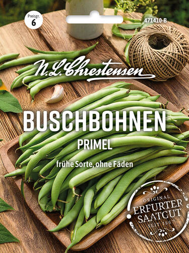 Hauptbild des Artikels "Buschbohne Primel" (Bildbeschreibung ist in Arbeit)
