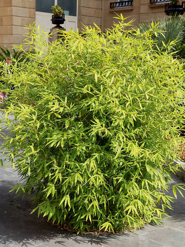 Hauptbild des Artikels "Buschiger Gartenbambus Asian Art"