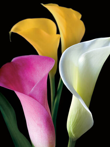 Hauptbild des Artikels "Calla-Mischung" aus der Kategorie "Blumenzwiebeln"