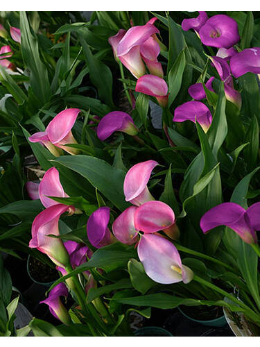 Hauptbild des Artikels "Calla Pasja" aus der Kategorie "Blumenzwiebeln"