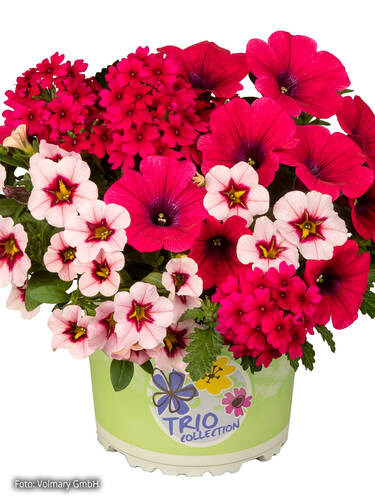 Hauptbild des Artikels "Checkies Fruit Punch" aus der Kategorie "Blumen Jungpflanzen"