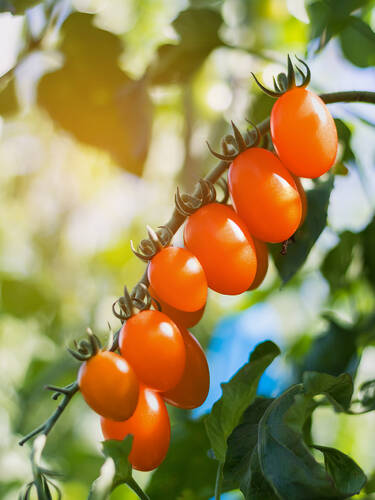 Cherrytomate Honeycombe, F1 (veredelt)
