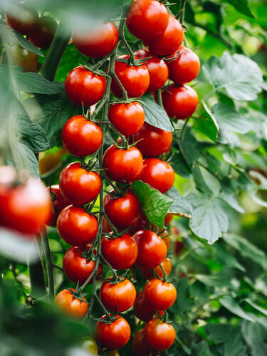 Hauptbild des Artikels "Cherrytomate Rubylicious, F1 (veredelt)"