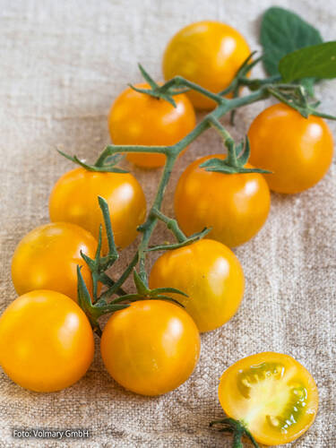 Hauptbild des Artikels "Cherrytomate Solena Yellow F1 (Goldwin), veredelt"