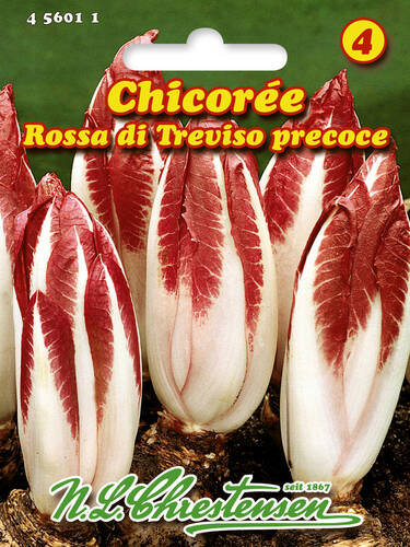 Samen - Chicorée Rossa di Treviso precoce
