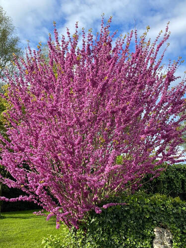 Hauptbild des Artikels "Chinesischer Judasbaum Avondale"