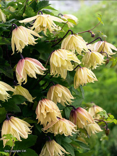 Hauptbild des Artikels "Clematis Amber" aus der Kategorie "Kletterpflanzen"