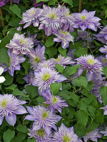 Hauptbild des Artikels "Clematis Chrystal Fountain" aus der Kategorie "Kletterpflanzen"