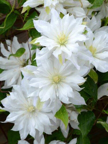 Hauptbild des Artikels "Clematis First Love, PBR"
