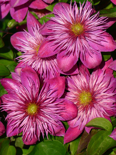 Clematis Kaiser Blushing Bridesmaid, PBR