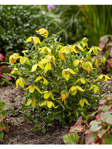 Kletterpflanzen - Clematis Little Lemons, PBR