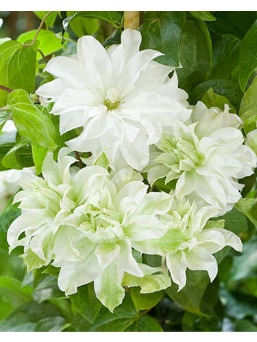 Hauptbild des Artikels "Clematis Maria Sklodowska Curie, PBR" aus der Kategorie "Kletterpflanzen"