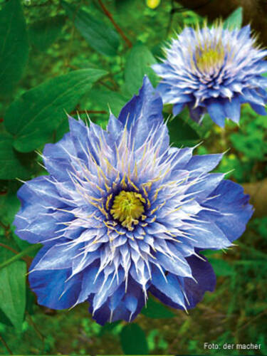 Hauptbild des Artikels "Clematis Multi Blue" aus der Kategorie "Kletterpflanzen"