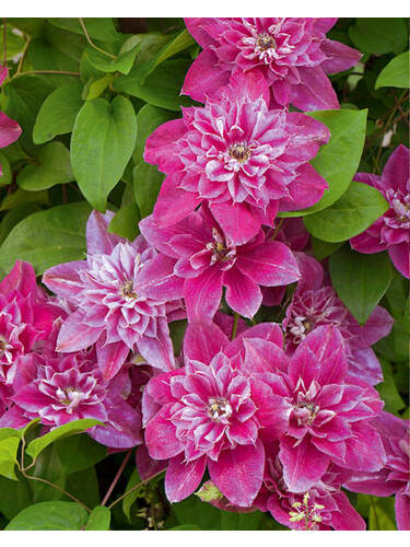 Hauptbild des Artikels "Clematis My Darling, PBR" aus der Kategorie "Kletterpflanzen"