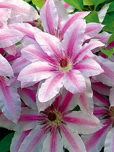 Clematis Nelly Moser