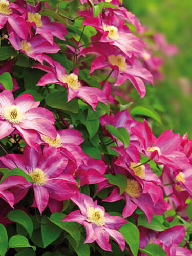 Kletterpflanzen - Clematis Pink Champagne