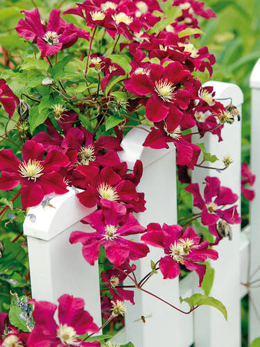 Hauptbild des Artikels "Clematis Rouge Cardinal" aus der Kategorie "Kletterpflanzen"
