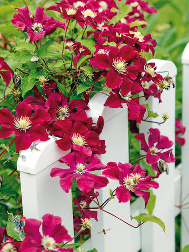 Kletterpflanzen - Clematis Rouge Cardinal