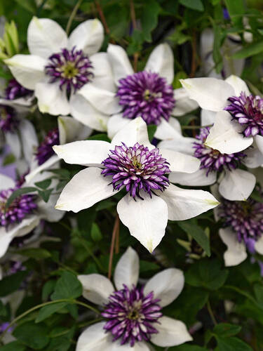 Kletterpflanzen - Clematis Sieboldii