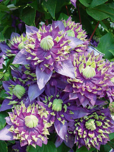 Hauptbild des Artikels "Clematis Taiga" aus der Kategorie "Kletterpflanzen"