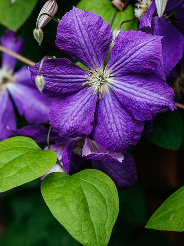 Kletterpflanzen - Clematis Tie Dye (Clematis-Hybride)