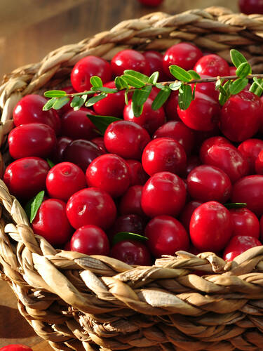 Hauptbild des Artikels "Cranberry Red Star"