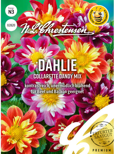 Dahlia Collarette Dandy Mix