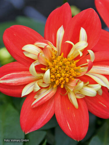 Hauptbild des Artikels "Dahlie Lubega Orange Bicolor"