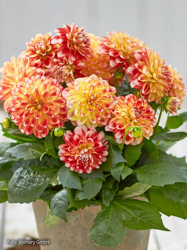 Hauptbild des Artikels "Dahlie Lubega Power Tricolor" (Bildbeschreibung ist in Arbeit)