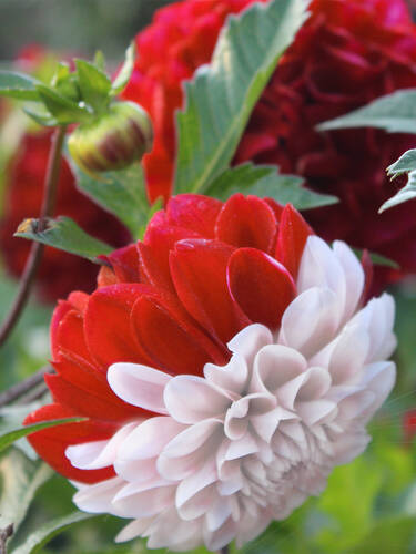 Hauptbild des Artikels "Dahlie Tangerine Sorbet"