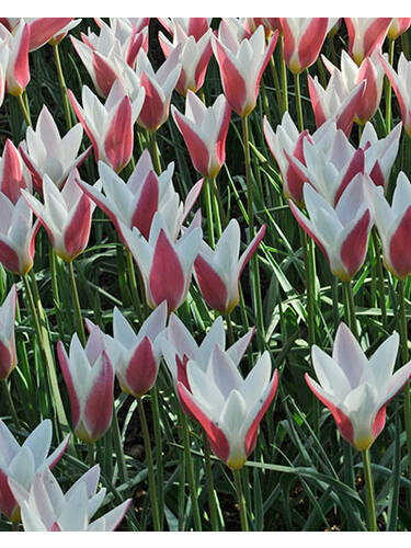 Hauptbild des Artikels "Damentulpe Peppermint Stick" aus der Kategorie "Blumenzwiebeln"