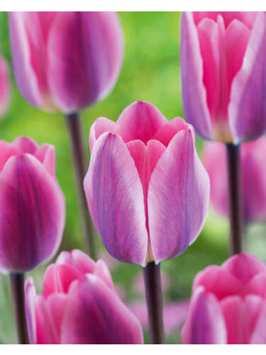 Hauptbild des Artikels "Darwin-Hybrid-Tulpe Light and Dreamy" aus der Kategorie "Blumenzwiebeln"