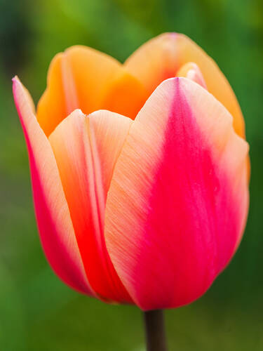 Blumenzwiebeln - Darwin-Hybrid-Tulpe World Peace