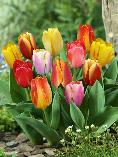 Hauptbild des Artikels "Darwin-Hybrid-Tulpen-Mischung" aus der Kategorie "Blumenzwiebeln"