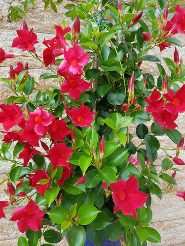 Hauptbild des Artikels "Dipladenia Rio Red" (Bildbeschreibung ist in Arbeit)