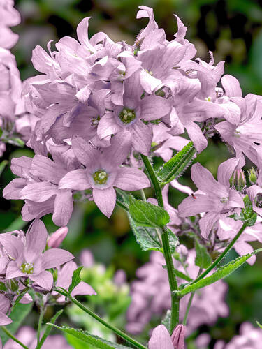 Hauptbild des Artikels "Dolden-Glockenblume Loddon Anne" aus der Kategorie "Pflanzen"