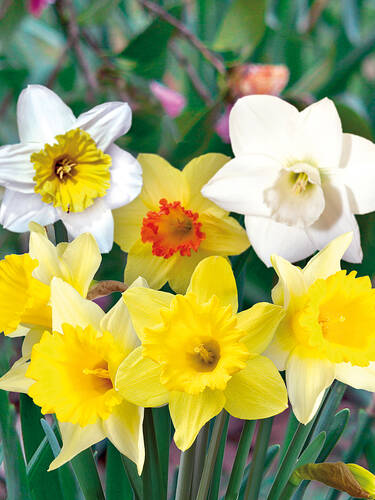 Hauptbild des Artikels "Duft-Narzissen-Premium-Mischung" aus der Kategorie "Blumenzwiebeln"